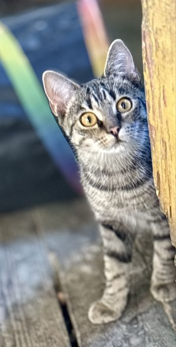 Kotka 7 miesiecy do adopcji