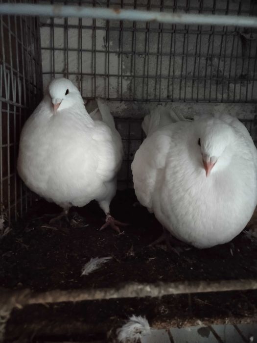 Gołębie kingi sprzedaż