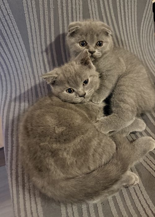 Британські кошенята