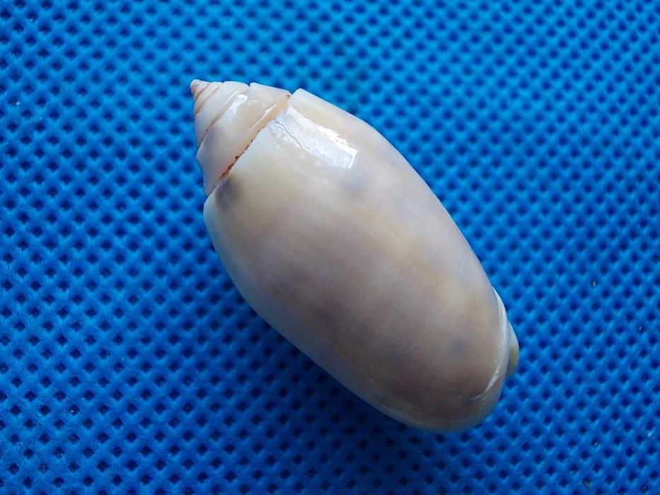 Muszle morskie- Oliva amethystina nebulosa