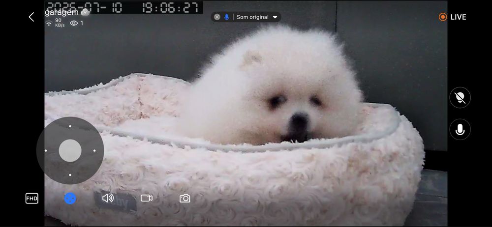 Vendo Spitz Alemão / Lulu da Pomerania