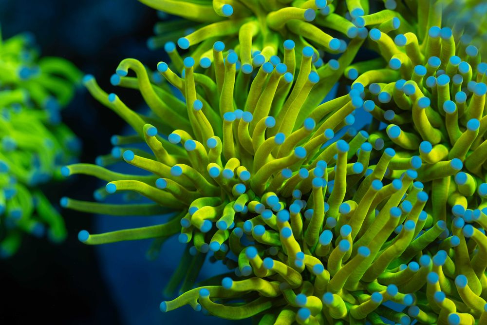 Euphyllia Holy Grail Old Style