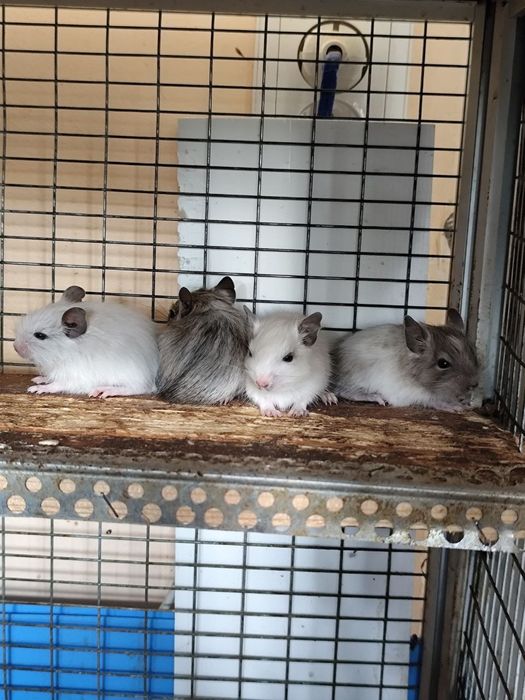 Продам чилійських