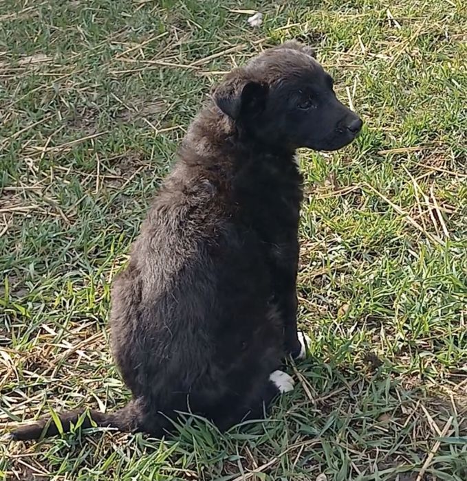 Дарсі шукає дім! Вік 2 місяці