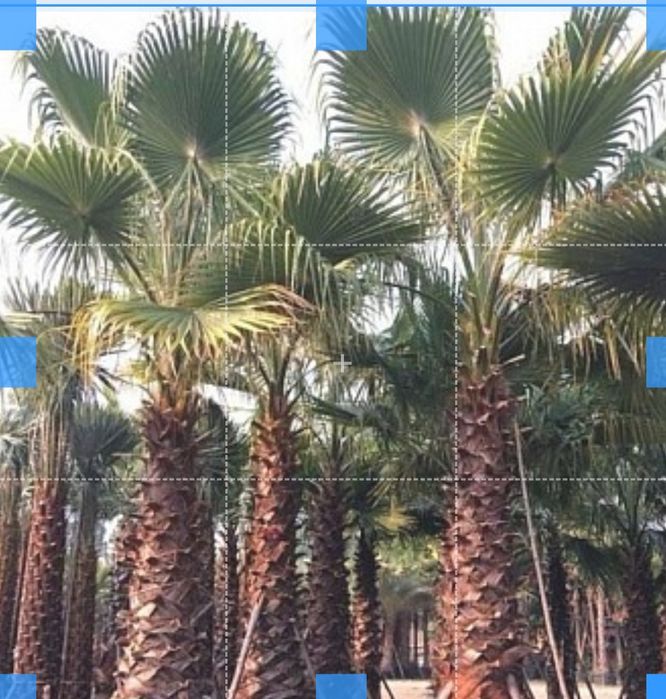 Palma naturalna mrozoodporna