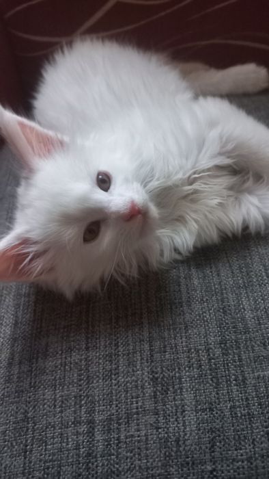Kocurek Maine Coon WCF