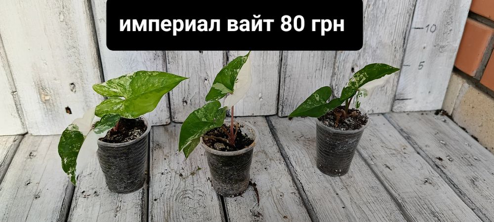 Комнатные растения
