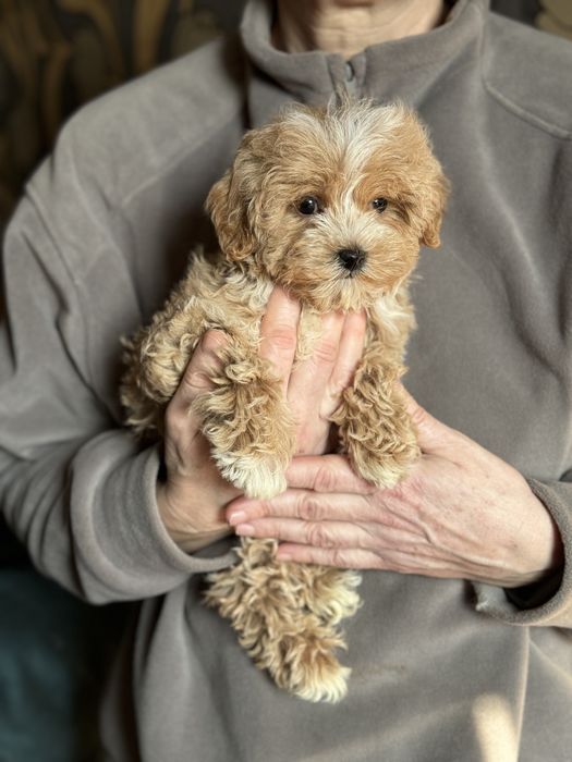 Мальтипу микро 1,5 кг