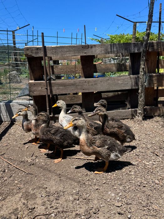 Patos de raça Rouen