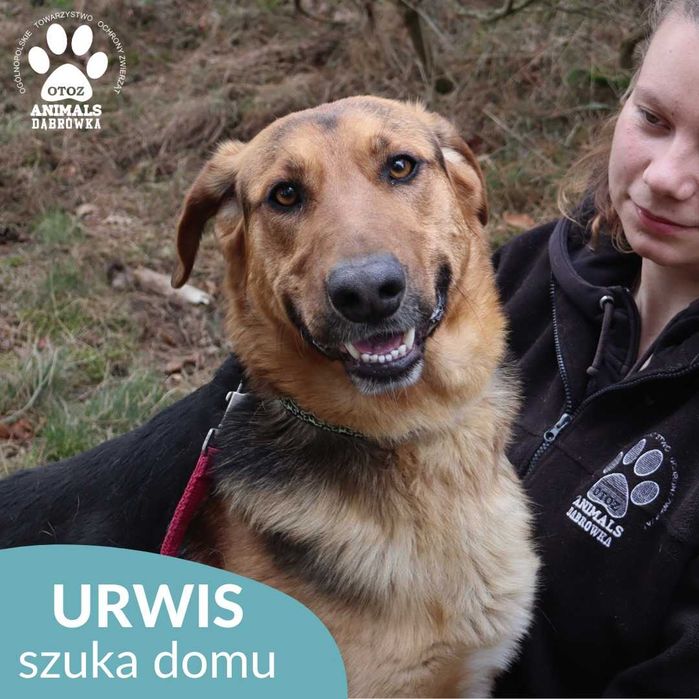 Urwis szuka domu domu !!!