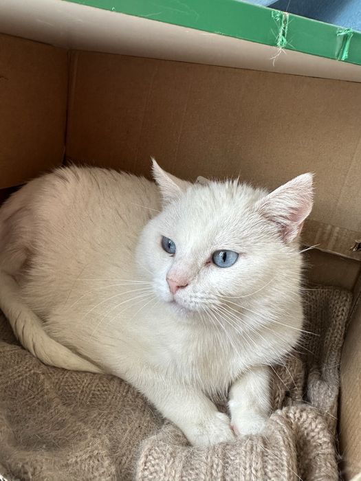 Котик в добрі руки