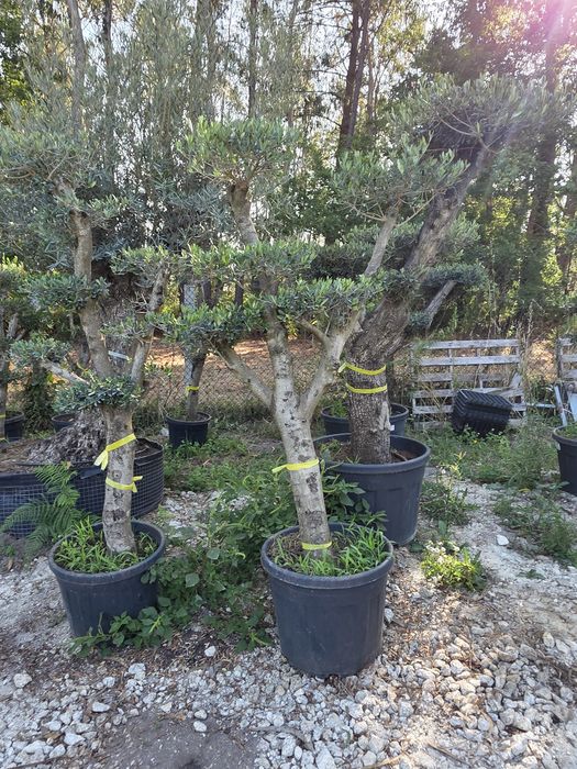 Oliveiras de vários portes / Bonsai