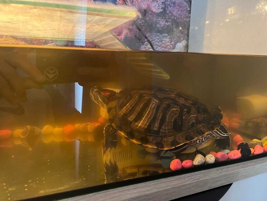 Черепаха червоновуха