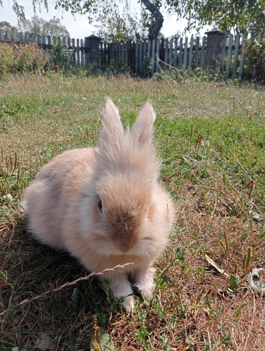 Продам декоративного кролика