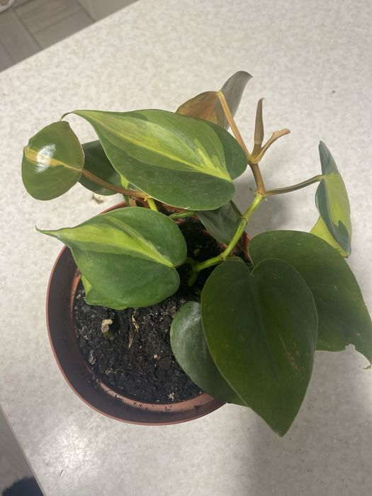 Філадендрон Бразіл , епіпремнум Неон