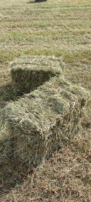 Sprzedam siano w kostkach sezon 2025