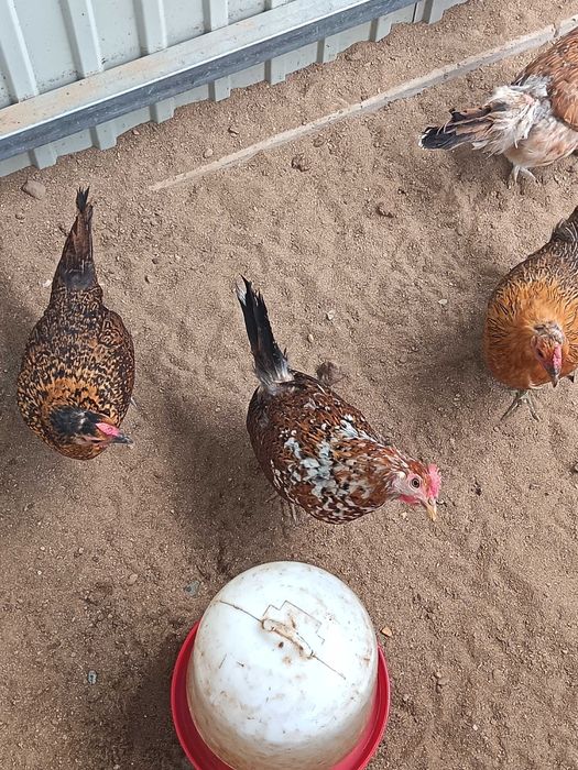 Cedo ovos de garnizas