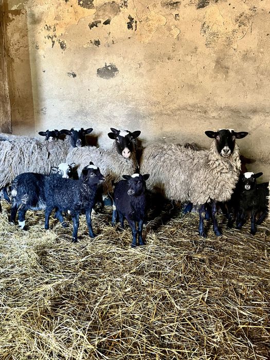 Ягнята барашки.