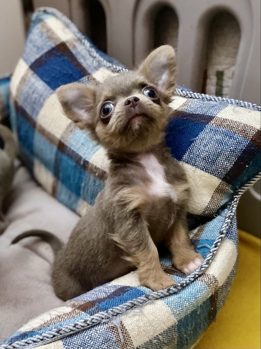 Міні дівчинка лілова шикарна маленька!