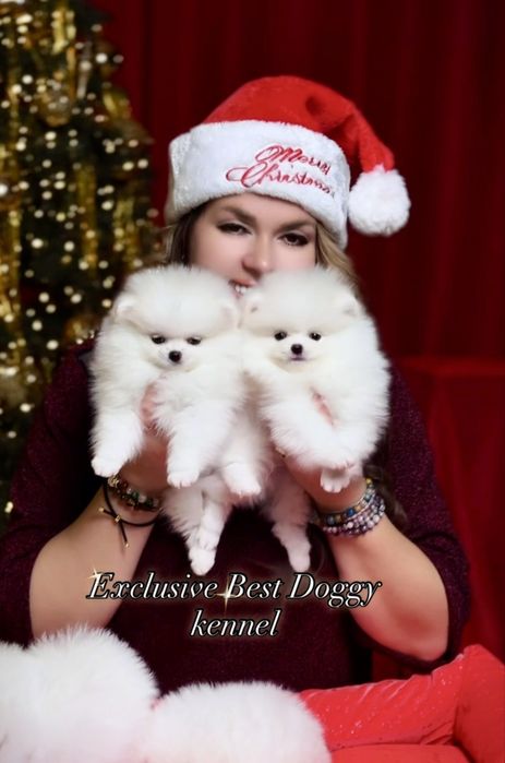 Реальний шик і ексклюзив. SUPER VIP цуценята.  Померанський шпіц