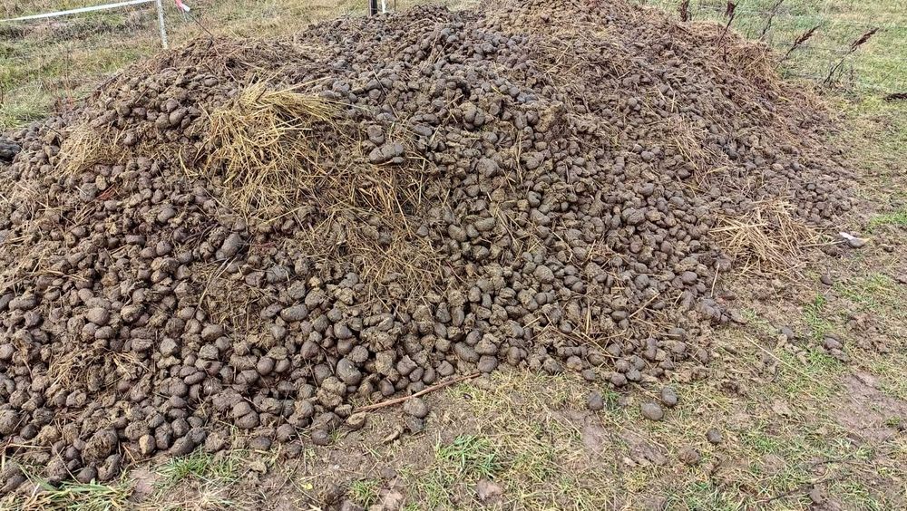 Obornik koński wymienie na siano Załubice