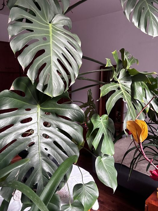 Roślina Monstera duża