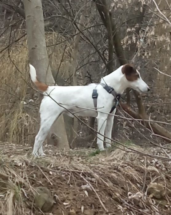 Фокстерєр Рокі шукає надійну родину