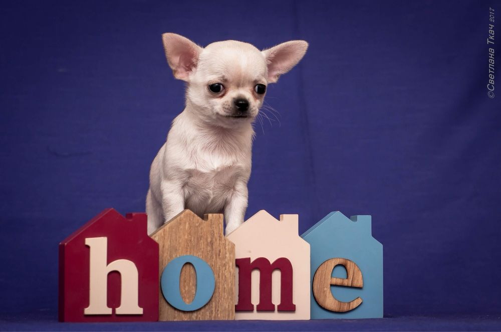 Чихуахуа. Доставка.