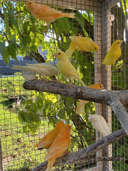 Kanarek, kanarki na sprzedaż