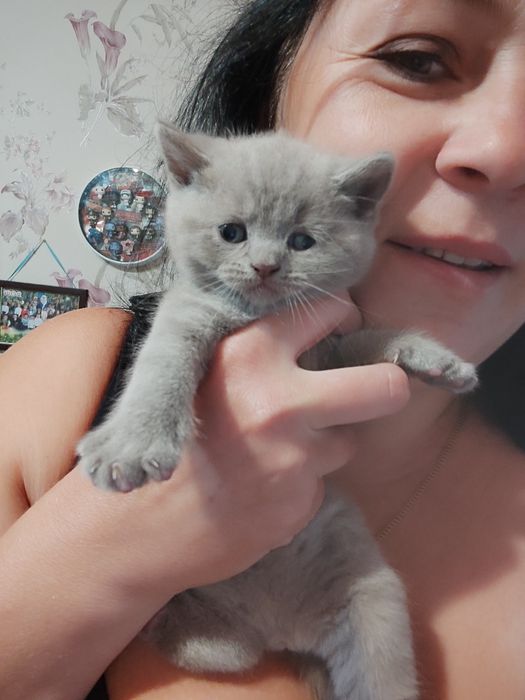 Британські кошенята