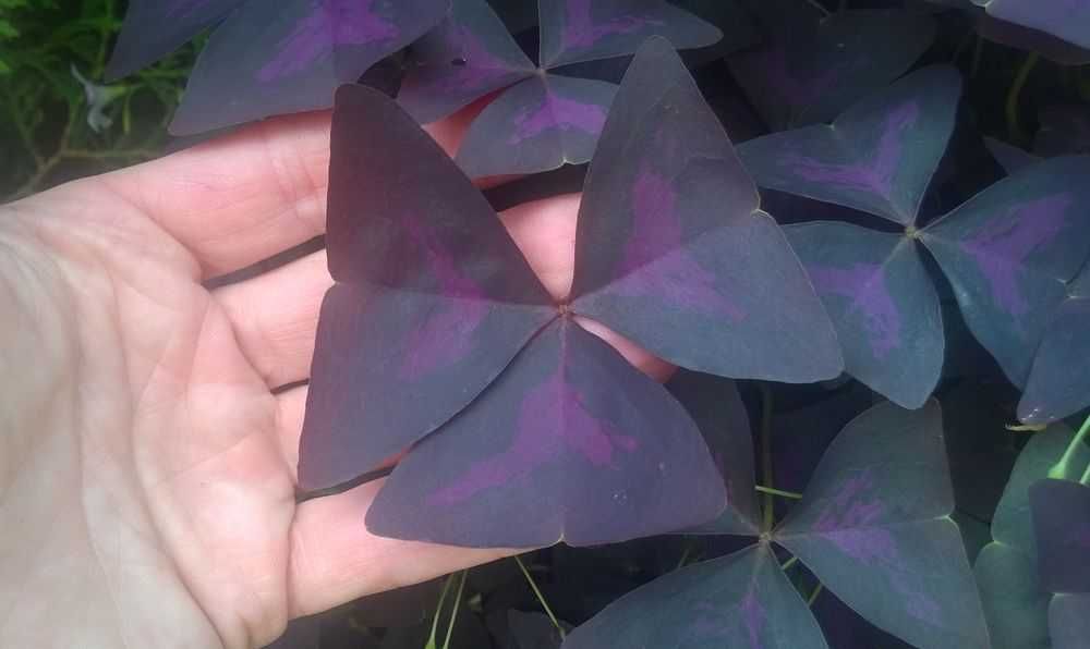 Szczawik trójkątny purpurowy Oxalis Triangularis 1100 sztuk + GRATISY