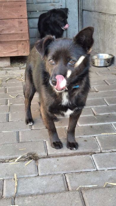 Shadow - malutki czarny piesek prosi o dom ADOPCJA