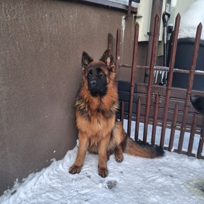 Owczarek  Niemiecki Długowłosy Suczka