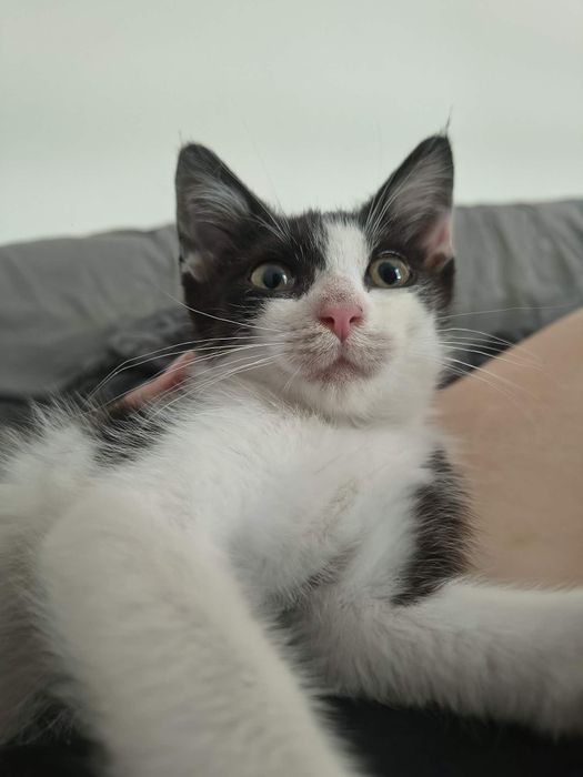 Mała kicia do adopcji