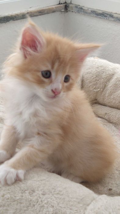 Gatinho Bosques da Noruega