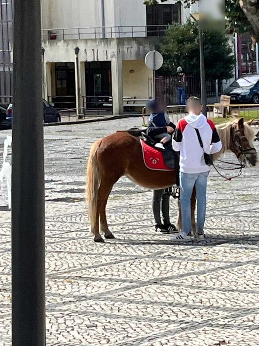 Pónei Adulto 22 Anos