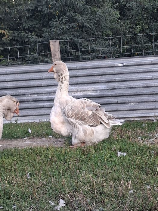 Gęsi tuluskie pszeniczne
