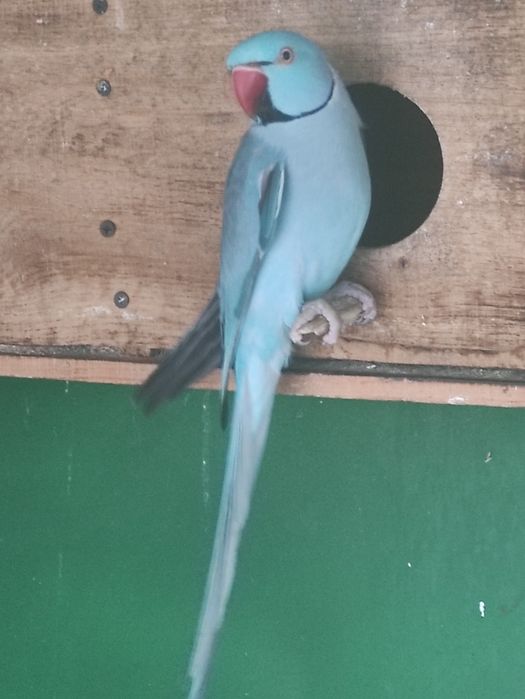 Sprzedam Aleksandreta obrożna