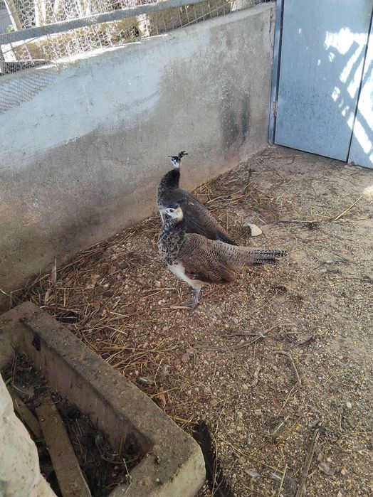 Casal de Pavões 2025