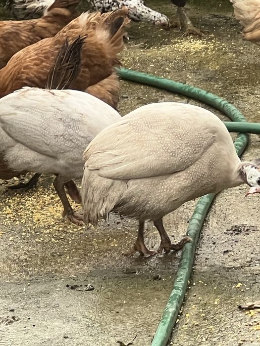 Fracas/Galinhas de Angola