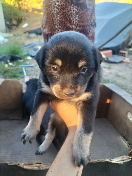 Cãezinhos para adoção