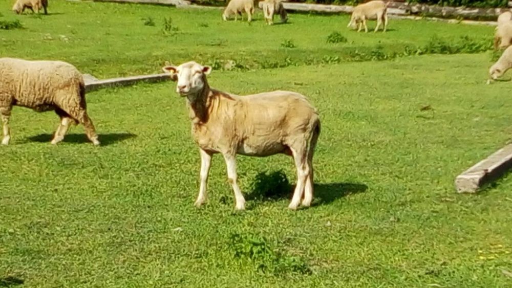 Овечки, бараны, овцы