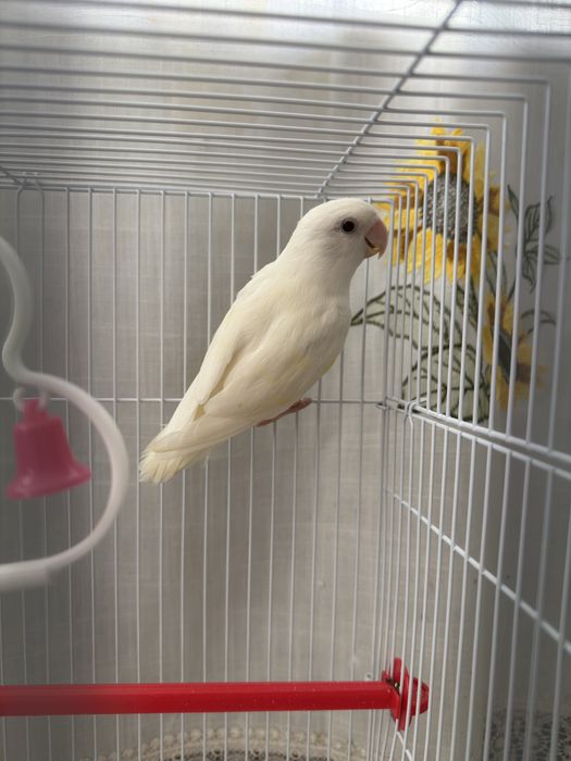 Agaporni Roseicollis Longfeather Fêmea Sexada