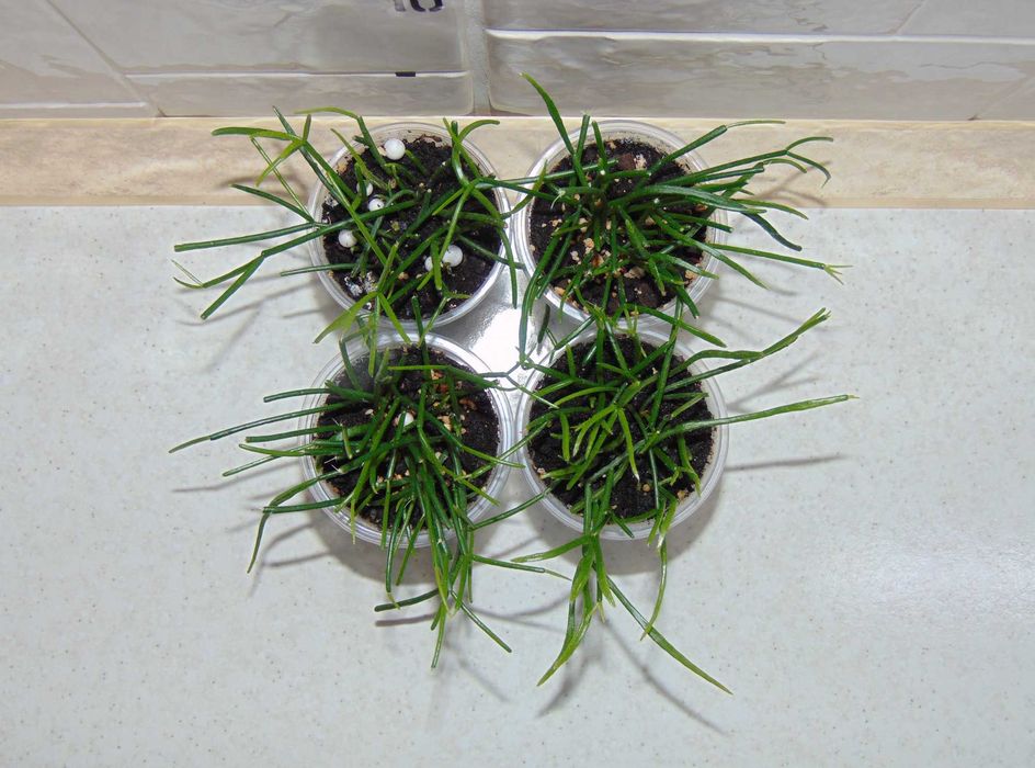 Ріпсаліс волосовидний (Rhipsalis capilliformis)