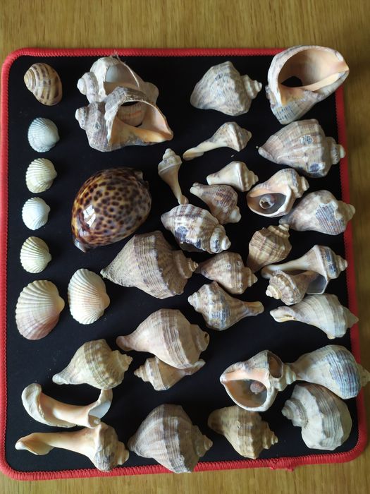 Ракушки морські для акваріума, декора.