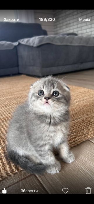 Продам породистих кошенят