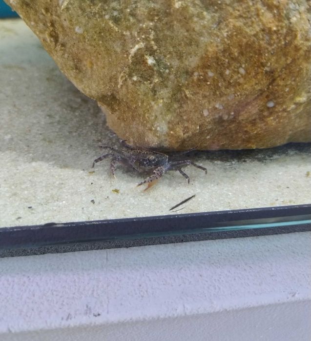Krab Mekhong thelphusa krab wodny