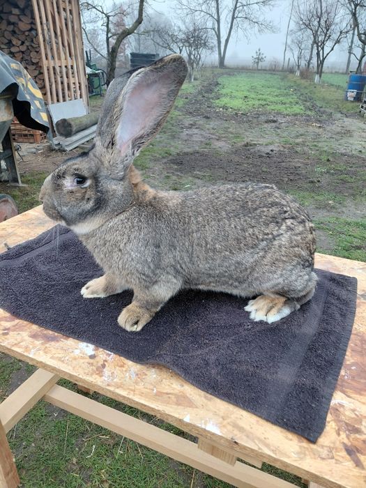 Krolik Belg olbrzym
