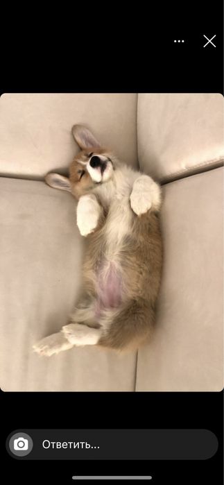 Дівчинка коргі Сильвія