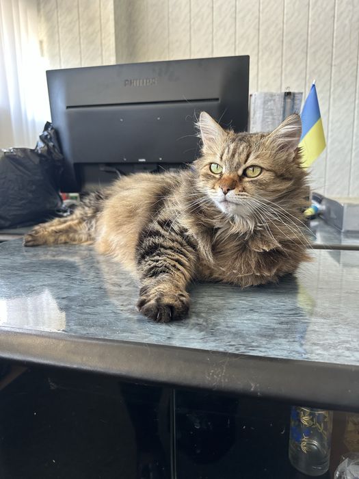 Ищем дом для кошечки